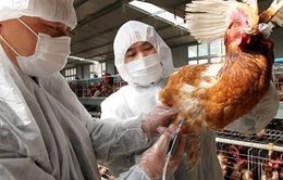 Ca nhiễm cúm H5N6 ở người đầu tiên tại Bắc Kinh, Trung Quốc