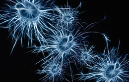 Phát hiện sự liên quan giữa tế bào miễn dịch ở não và bệnh Alzheimer