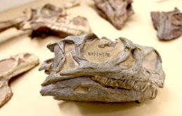 Phát hiện loài khủng long mới sau vài thập kỉ "nằm dài" trong bảo tàng
