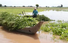 Hàng nghìn hộ dân ở ĐBSCL ngóng lũ về