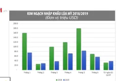 Giá lúa mì giảm xuống mức 4, 4 triệu đồng/tấn