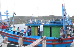 Phú Yên: Gần 200 tàu câu cá ngừ đại dương nằm bờ