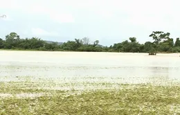 Đắk Lắk: Mưa lũ khiến 1 người chết, hàng ngàn hecta hoa màu bị ảnh hưởng