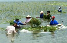 Bình Thuận: Mưa lớn gây ngập úng nhiều cánh đồng