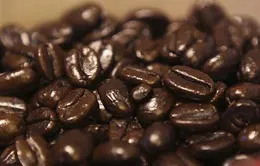 Giá cà phê Arabica và Robusta tăng