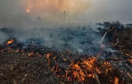 Cháy rừng Indonesia gây lo ngại gia tăng nhiệt độ toàn cầu