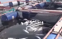 Hà Tĩnh: Kết luận nguyên nhân cá chết hàng loạt