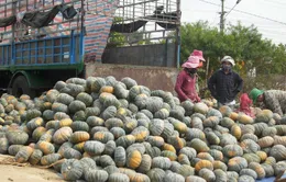 Mất mùa bí đỏ tại Gia Lai