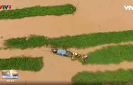 Xóm rau nhút trên dòng Châu Đốc