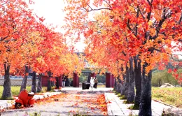 Ngắm hàng cây phong lá đỏ lãng mạn như trong phim Hàn tại Hà Nội