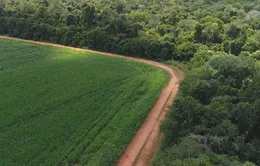 Các hãng hàng tiêu dùng lớn không đạt mục tiêu chống phá rừng