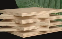 Ngăn chặn gỗ dán nước ngoài núp bóng xuất xứ Việt