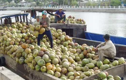 Trà Vinh: Giá dừa khô tăng cao