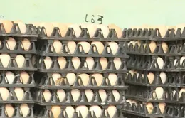 Giá trứng gia cầm tăng, người nuôi phấn khởi