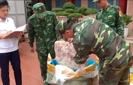 Lạng Sơn: Bắt giữ 450kg nầm lợn đông lạnh nhập lậu