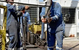 Giá dầu mỏ tiếp tục ổn định