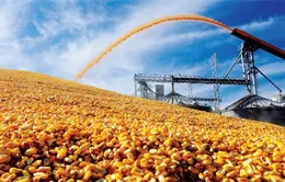 Nông sản hầu hết đang giảm điểm