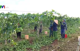 Đưa Tây Nguyên thành vùng trọng điểm cây ăn quả