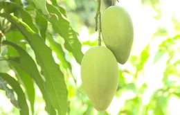 Làm nông "xanh", hái trái "sạch"