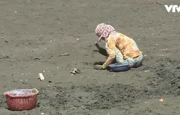 Đề phòng ngộ độc do ăn các loài ốc biển lạ