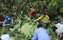 Hà Tĩnh: Làng lá dong nhộn nhịp vào mùa