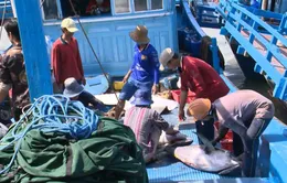 Khánh Hòa: Giá cá ngừ ở mức thấp