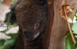 Thảm họa cháy rừng Australia: Gấu Koala đứng trước nguy cơ tuyệt chủng