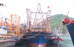 Bình Định: Báo cáo Thủ tướng tàu cá Nghị định 67 không mua được bảo hiểm