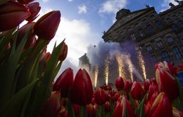 Hàng trăm nghìn bông hoa tulip khoe sắc tại Ngày hội hoa tulip Hà Lan