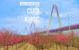 Đào Tết nở sớm: Hoa "cười", người khóc