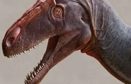 Chính thức công nhận loài khủng long ăn thịt khổng lồ mới