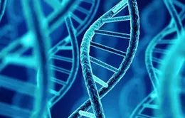 Chỉnh sửa ADN chữa bệnh đột biến gene