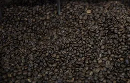 Caffeine có tác dụng chống lại khối u ác tính