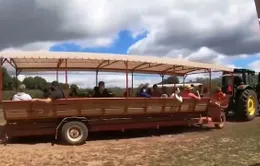 Người dân Mỹ thích thú đi hái táo tại các nông trại