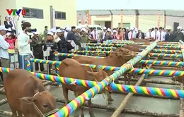 Trao tặng bò cho bà con nông dân khôi phục sản xuất tại Hà Tĩnh