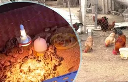Tạo sinh kế cho người dân vùng bão lũ