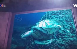 Những mối đe dọa đối với rùa biển Côn Đảo