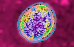 Trung Quốc: Ổ dịch brucella bắt nguồn từ khâu sản xuất vaccine