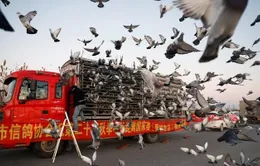 Ấn tượng, môn thể thao đua bồ câu đầy kịch tính tại Trung Quốc