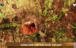 Giống hoa lan mới bị xướng danh ‘xấu nhất thế giới’