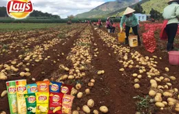 PepsiCo phát triển khoai tây nội địa để sản xuất sản phẩm chất lượng quốc tế