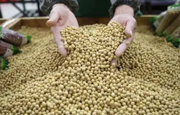Lý do gì khiến Trung Quốc bất ngờ mua gấp đậu tương Mỹ?