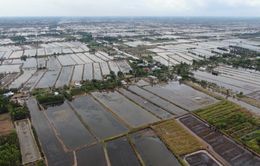 Hàng ngàn hecta lúa bị thiệt hại vì hạn hán và xâm nhập mặn