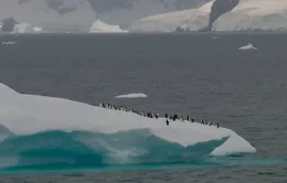 Giảm số lượng chim cánh cụt do biến đổi khí hậu
