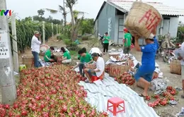 Bình tĩnh tìm giải pháp tiêu thụ nông sản bền vững