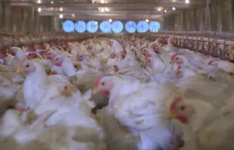 Đông Nam Bộ: Giá gà công nghiệp giảm mạnh