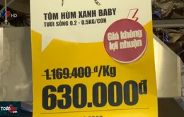 TP.HCM: Tôm hùm giá rẻ hút khách