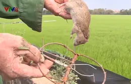 Nông dân ra đồng diệt chuột gây hại lúa Đông Xuân