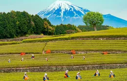 Khám phá vẻ đẹp nên thơ của Shizouka - quê hương núi Phú Sĩ