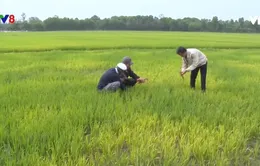 Thừa Thiên - Huế: Nhiều diện tích lúa bị chết do nhiễm mặn
